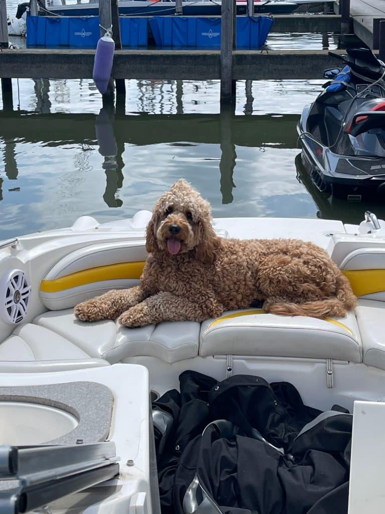 Sunshine Acre's Irish Goldendoodle Gallery of adult Goldendoodle on boat