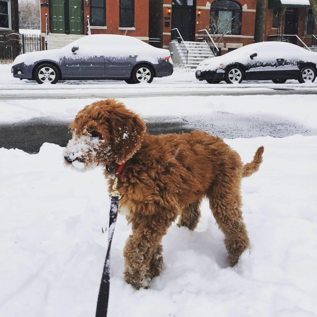 Sunshine Acre's Irish Goldendoodle Gallery showing goldendoodle puppies love snow