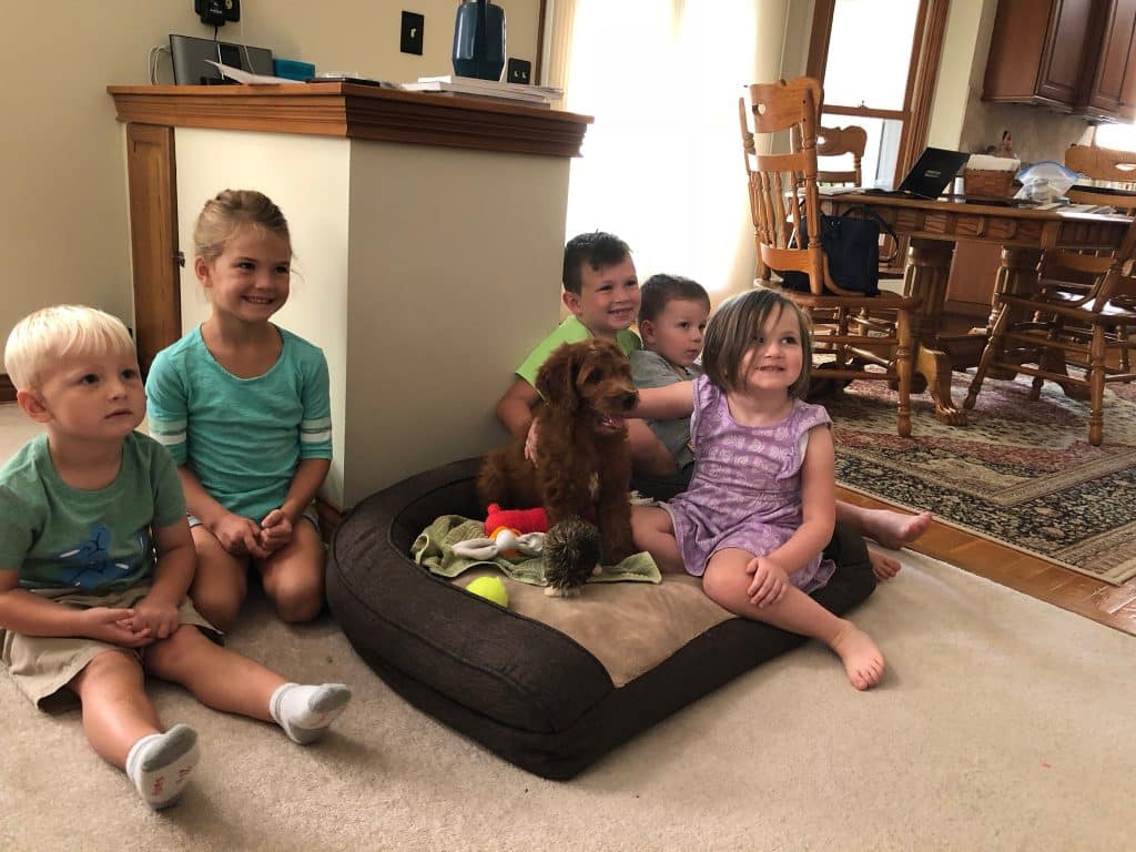 Sunshine Acre's Irish Goldendoodle Gallery of Goldendoodle puppy with happy children