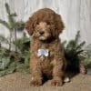 Moyen poodle puppy for sale