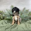 bernedoodle puppies for sale