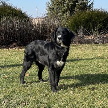 adult bernese Irish golden for sale
