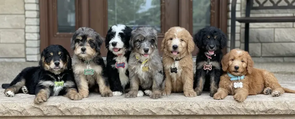 Bernedoodle Puppies for Sale from Reputable Breeder