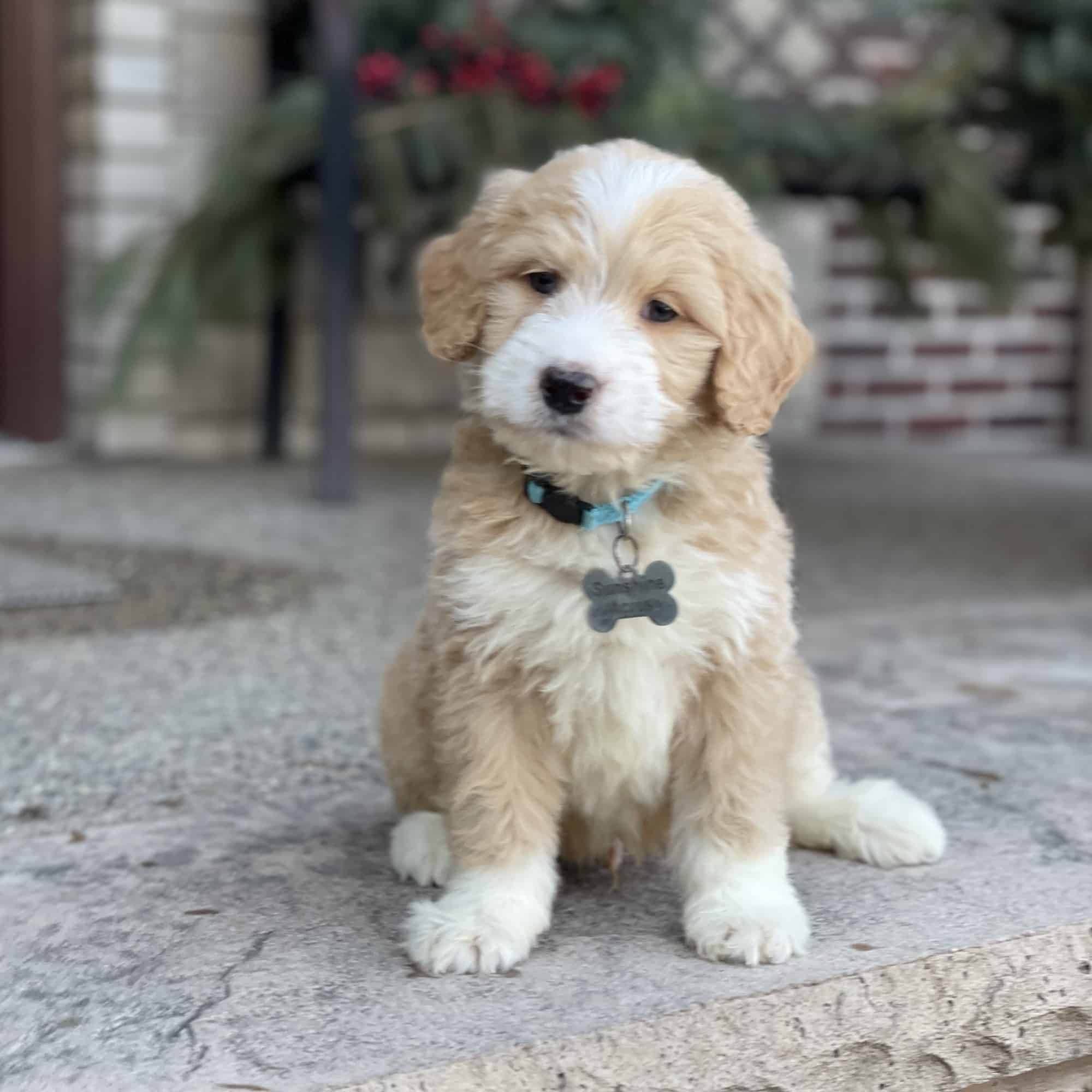 bernedoodle puppies for sale