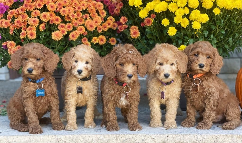 Red and Apricot Moyen Poodle Puppies for Sale