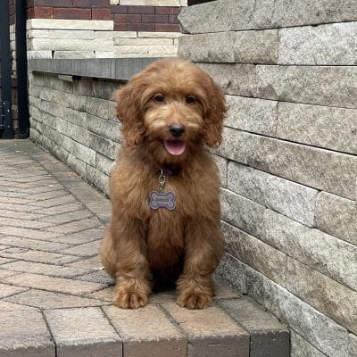 Goldendoodle puppy for sale