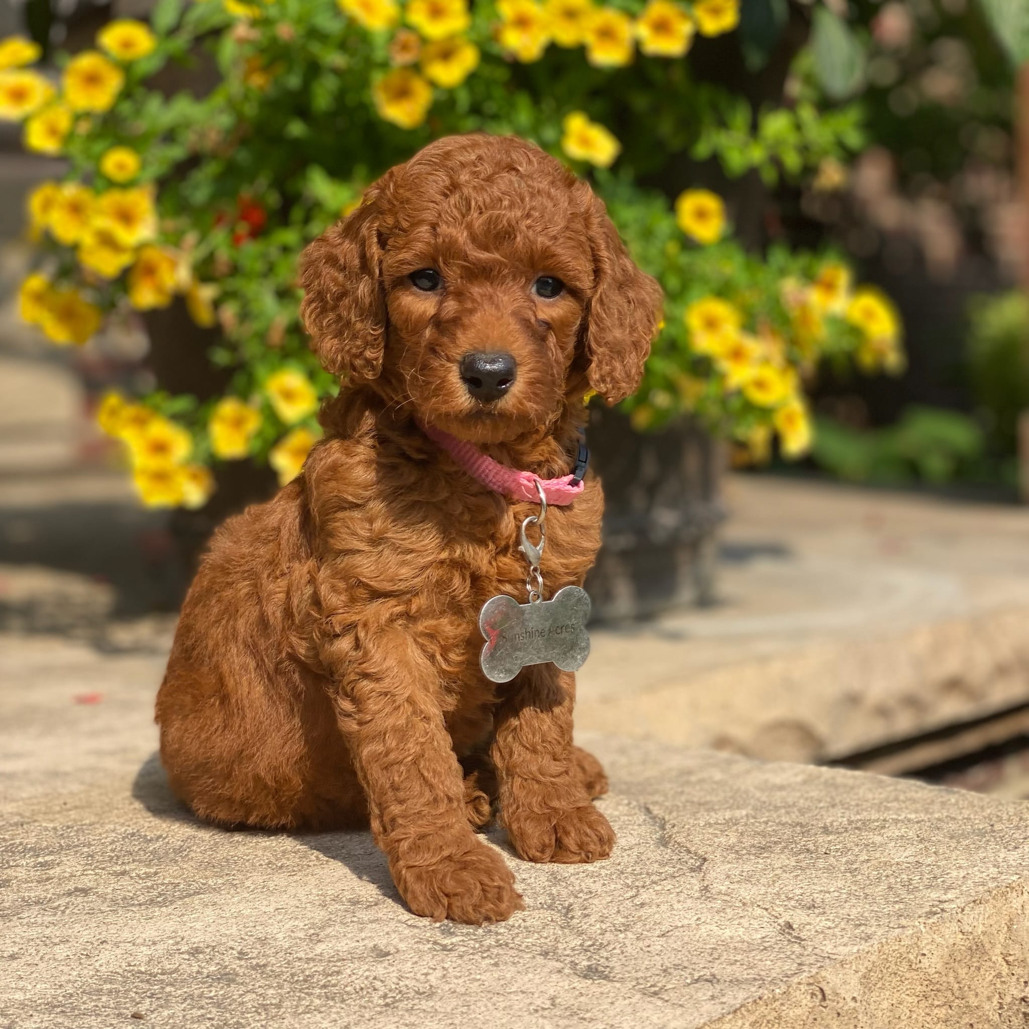 Moyen poodle buying puppies