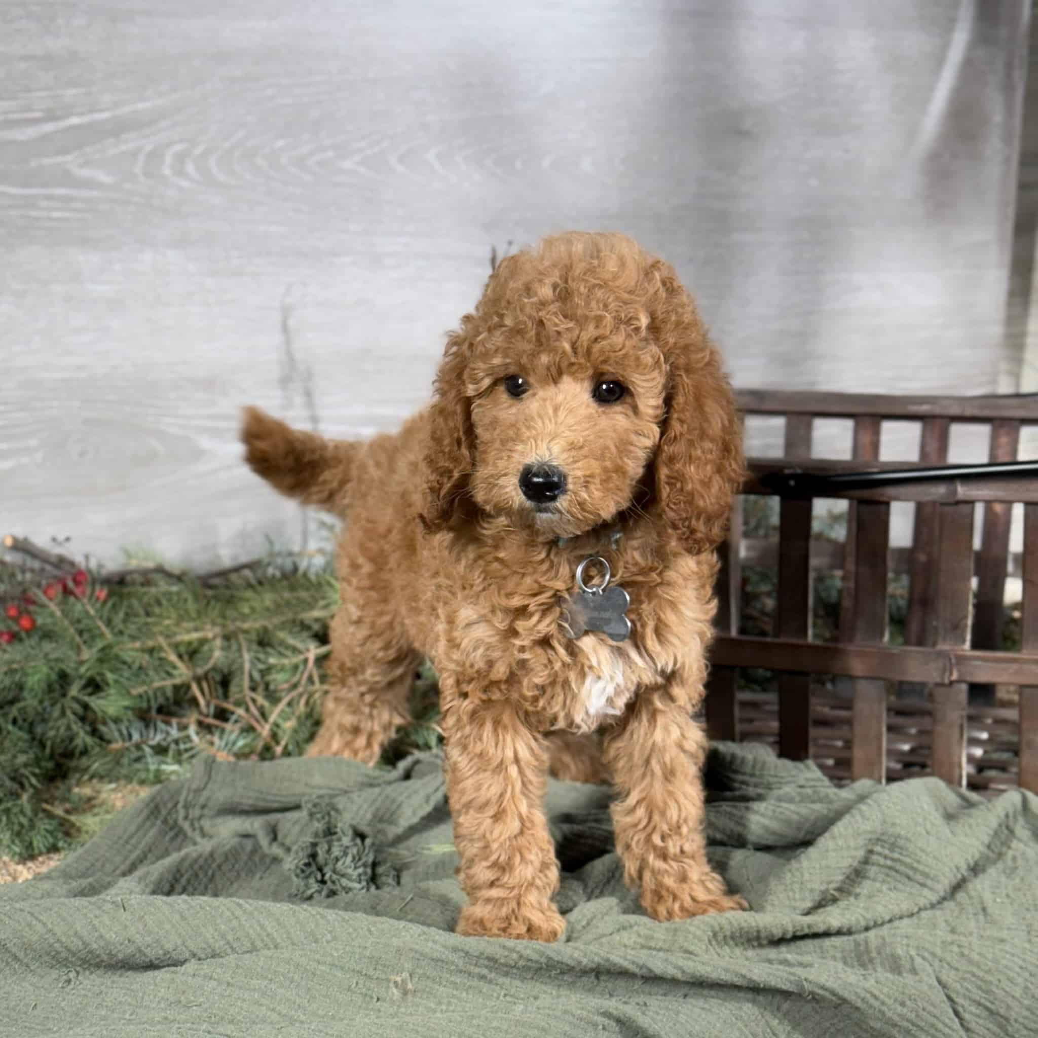 人気便利グッズ Gracie | Sunshine Acres 小物