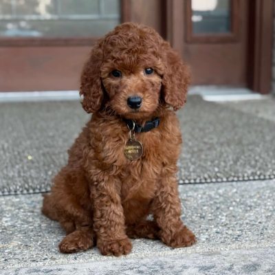 Moyen Poodle Puppy
