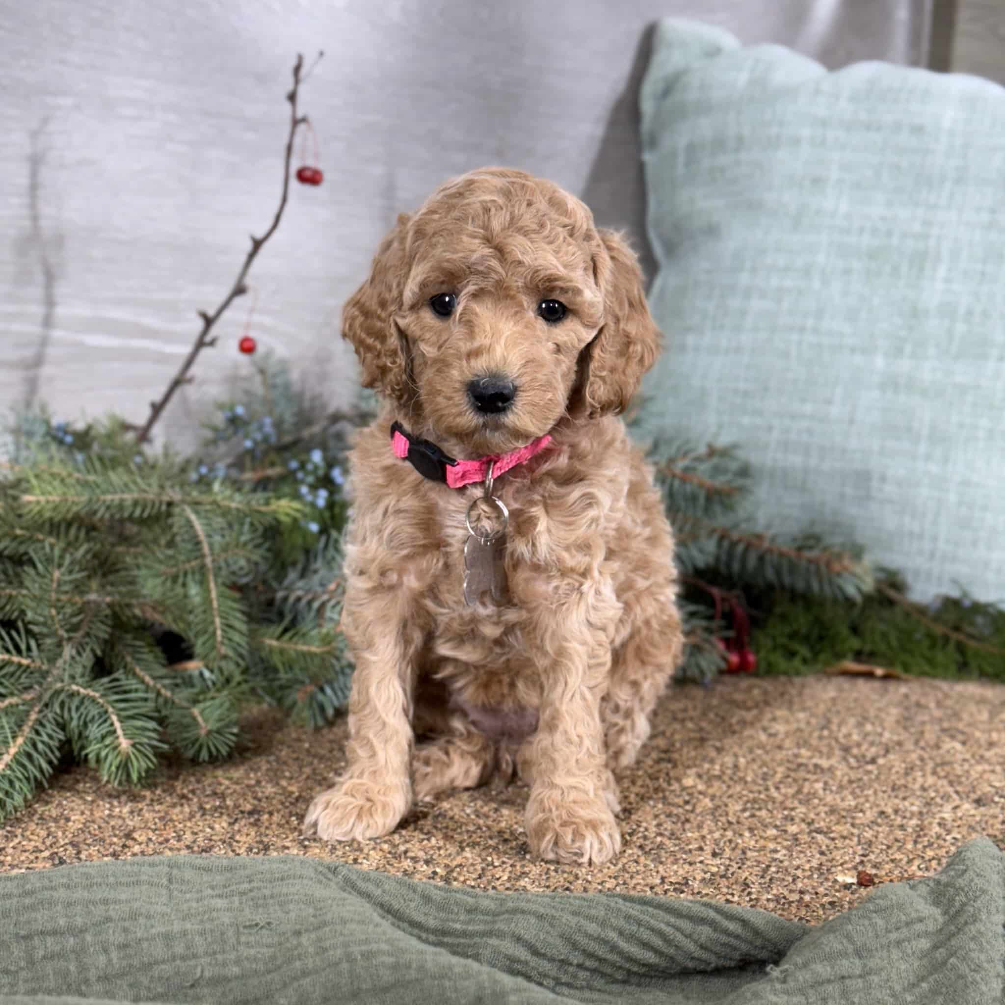 Doodle Dogs Ginger Doodle Puppy Golden Doodle Sunshine Acres