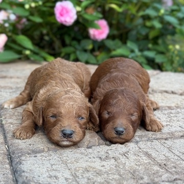 Moyen Poodle Puppies for sale