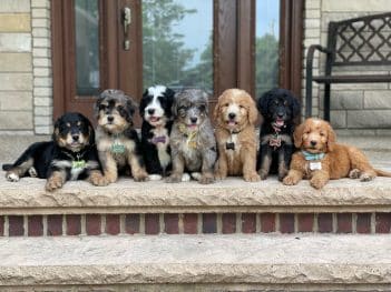 Bernedoodle color options