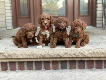 moyen poodle color options