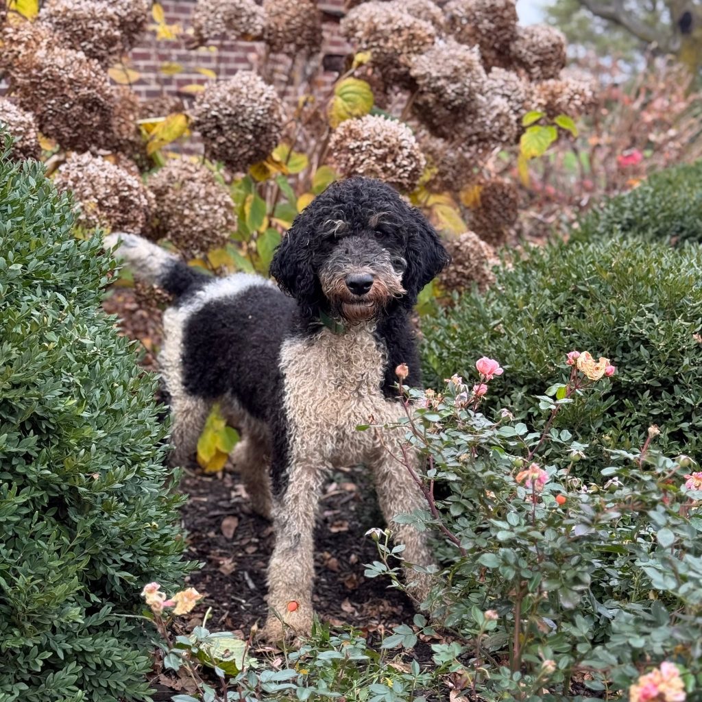 Major - Parti Poodle