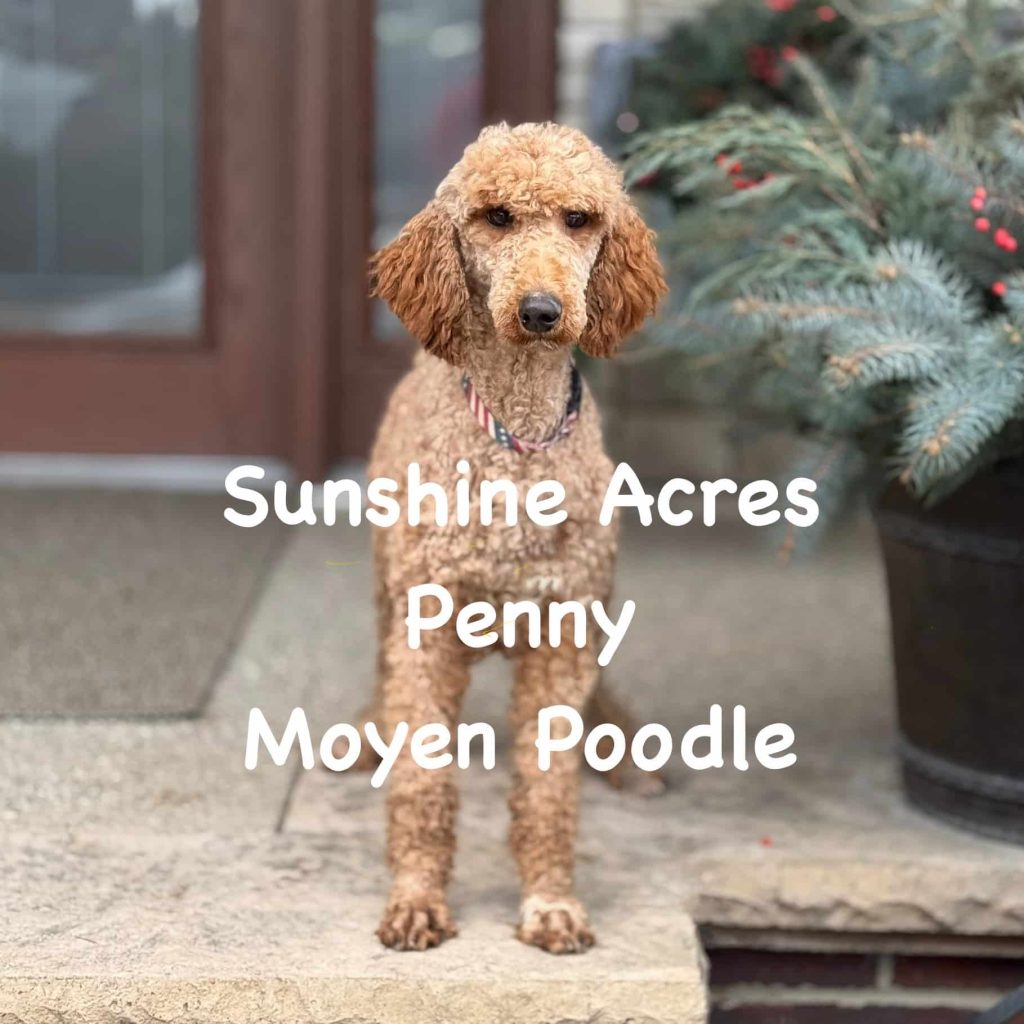 Sunshine Acres Penny