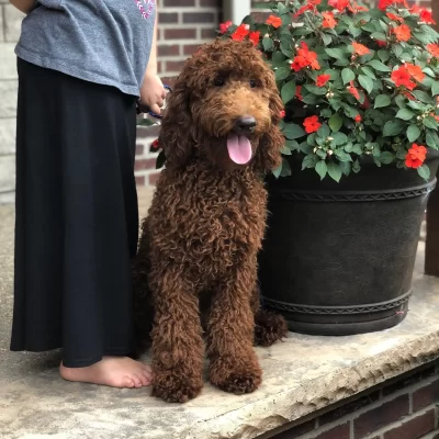 Sunshine Acres Red Dawn