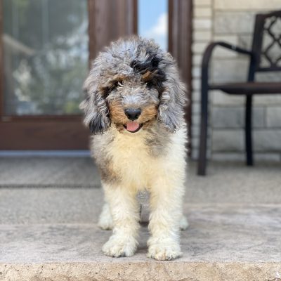 Available Adult Moyen Poodle - Milo