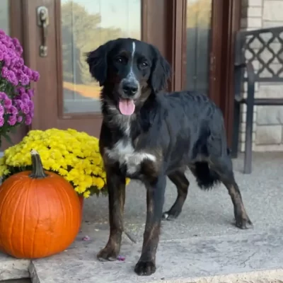 Sunshine Acres Cally