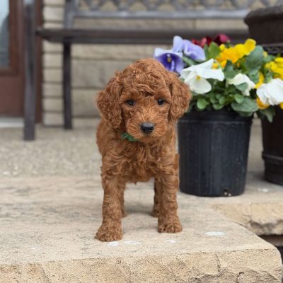 Moyen Poodle Puppy