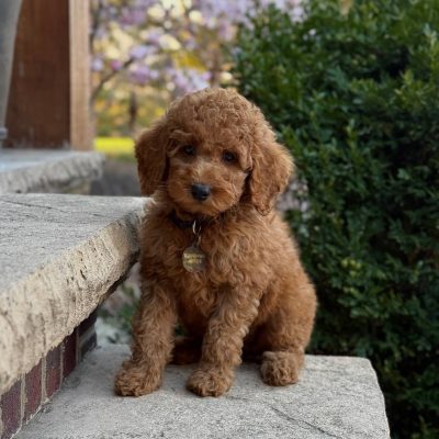 Moyen Poodle Puppy