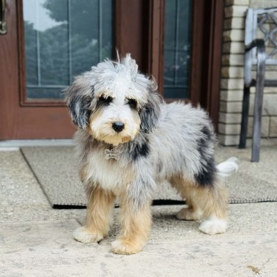 Teddy Irish Golden Bernedoodle