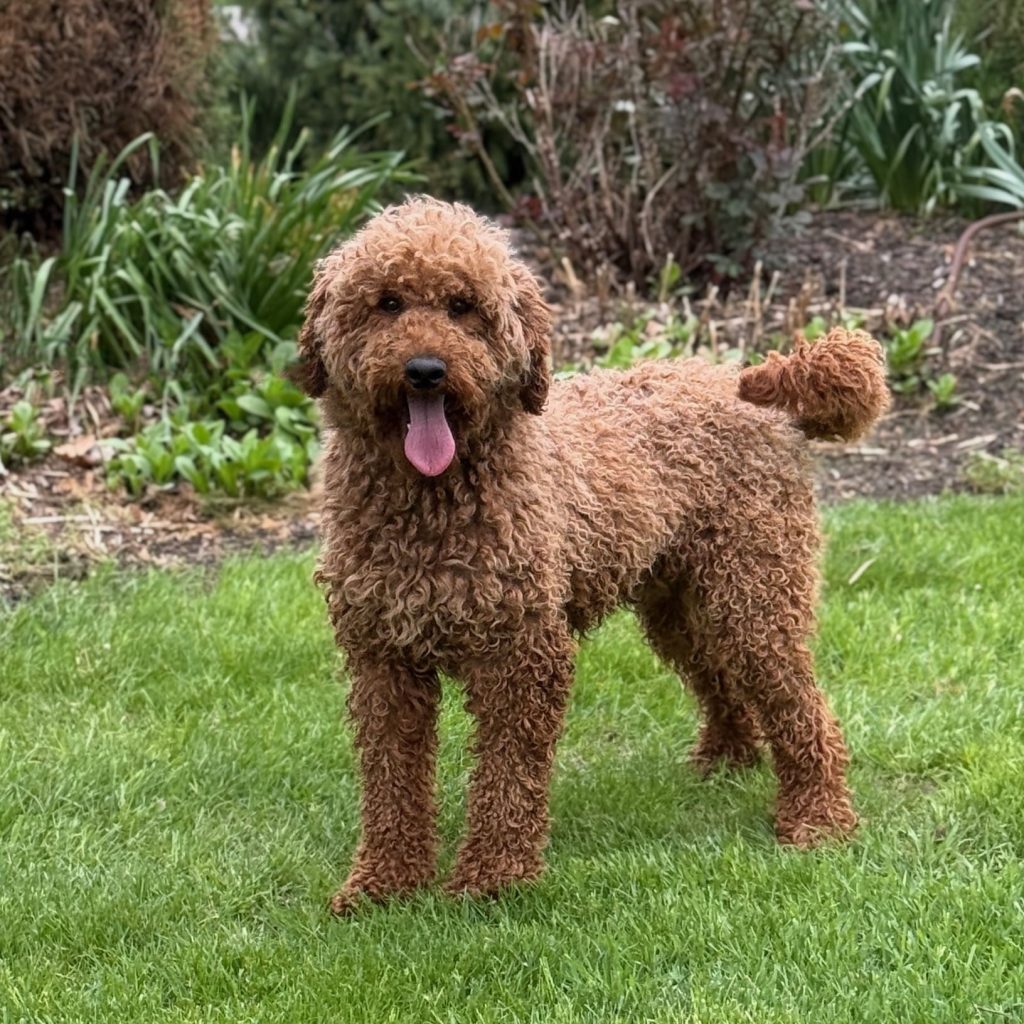 Moyen Poodle copper