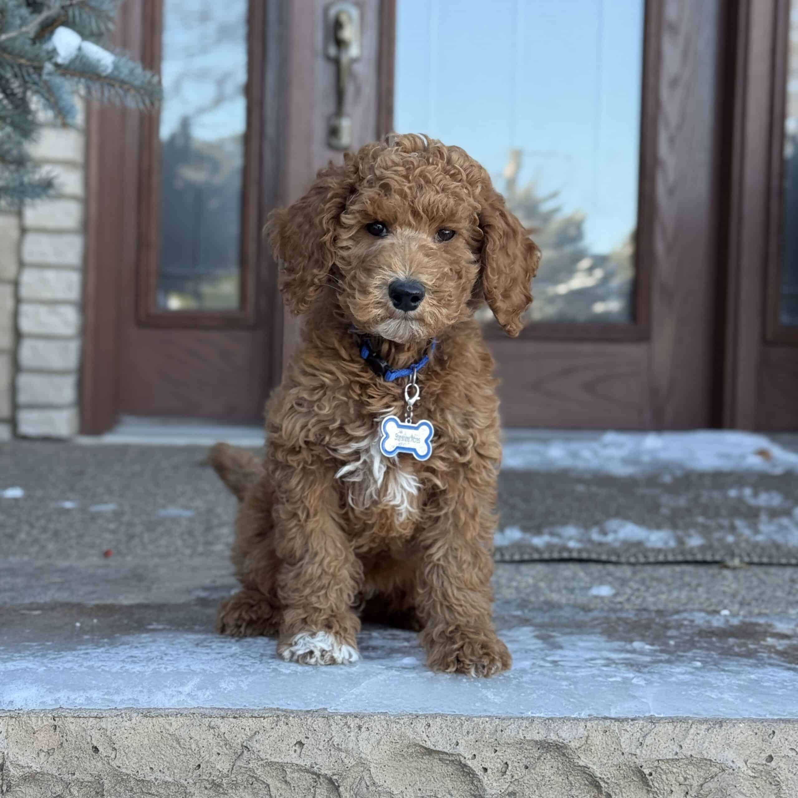 Leo | Sunshine Acres