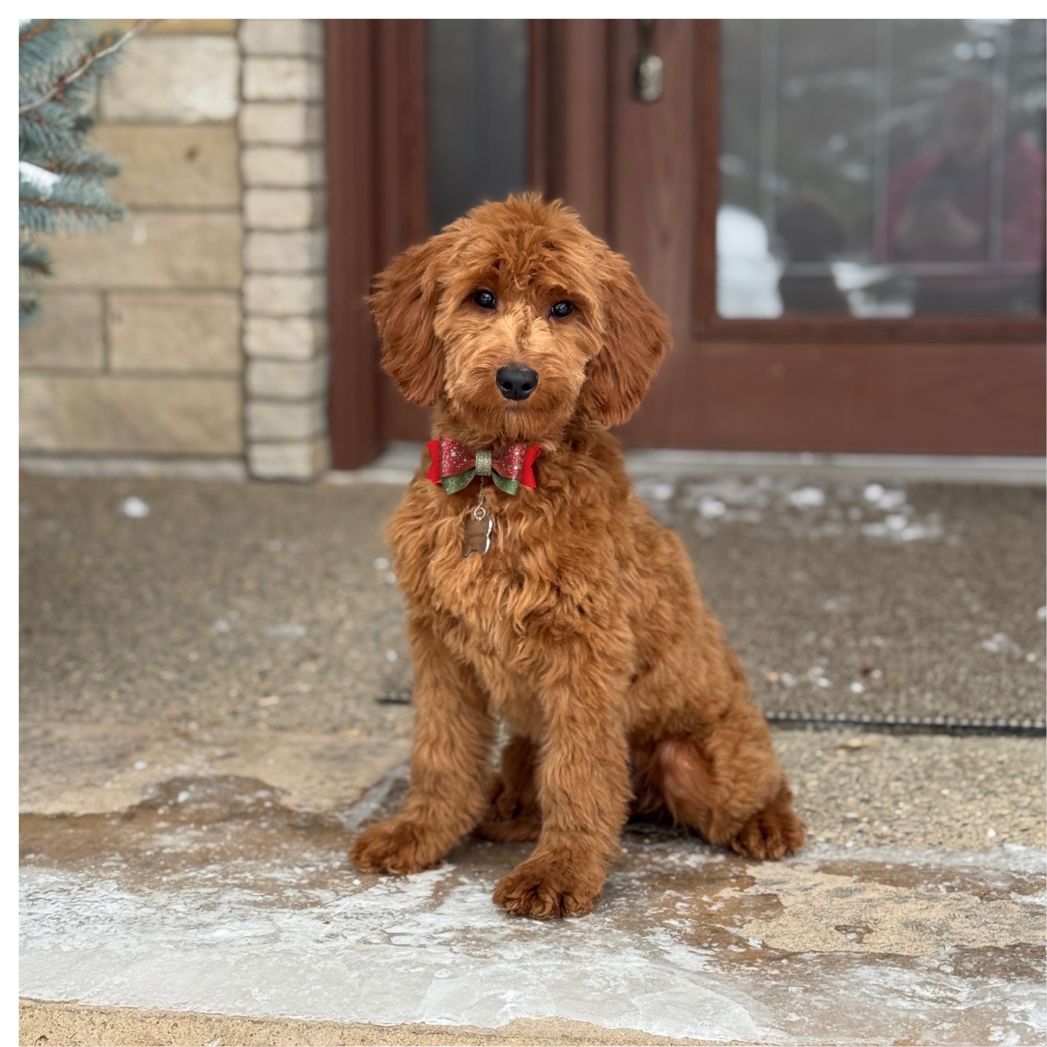 Copper | Sunshine Acres