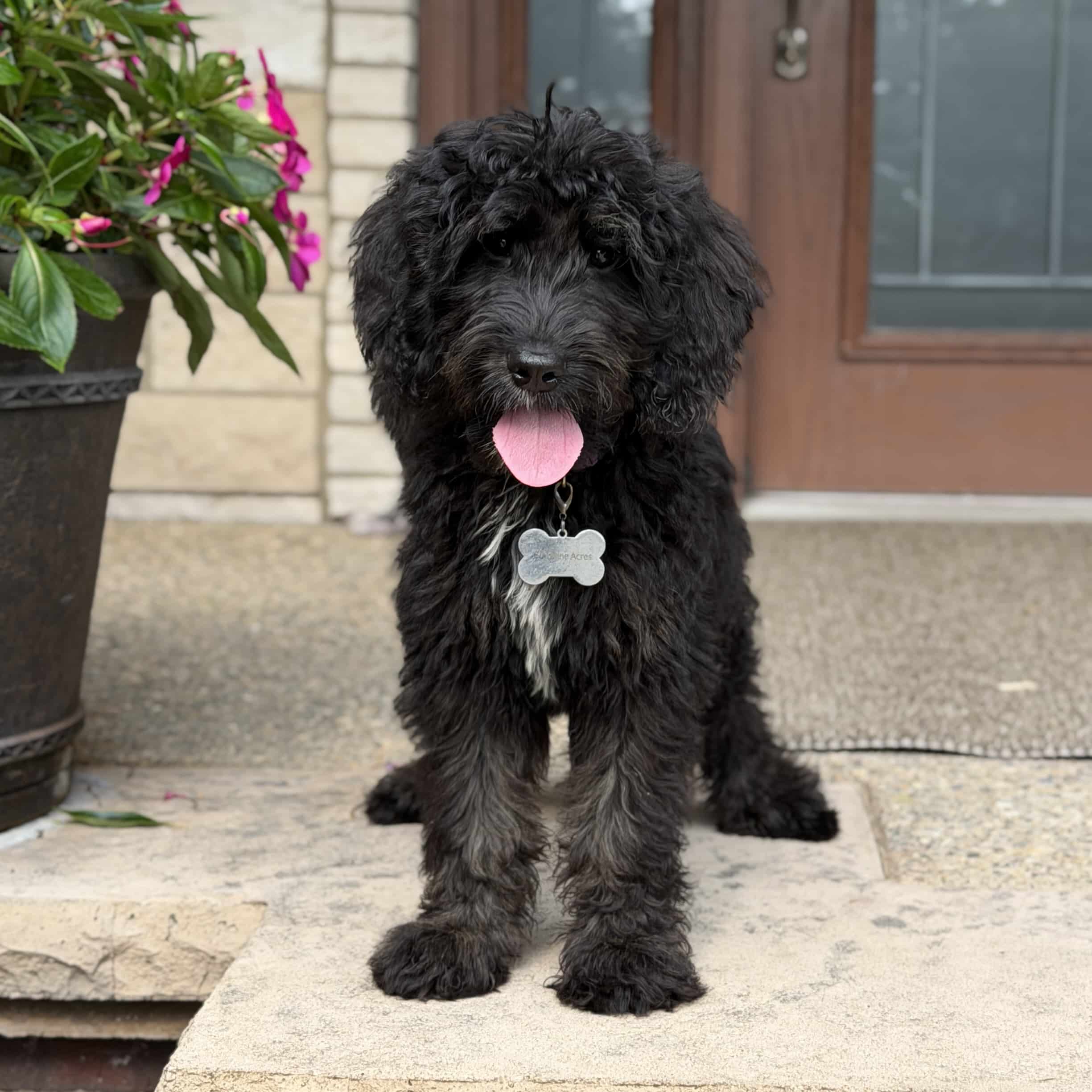 Balck and White Golden Mountain Doodle puppy - Sunshine Acres Wolcott Indiana
