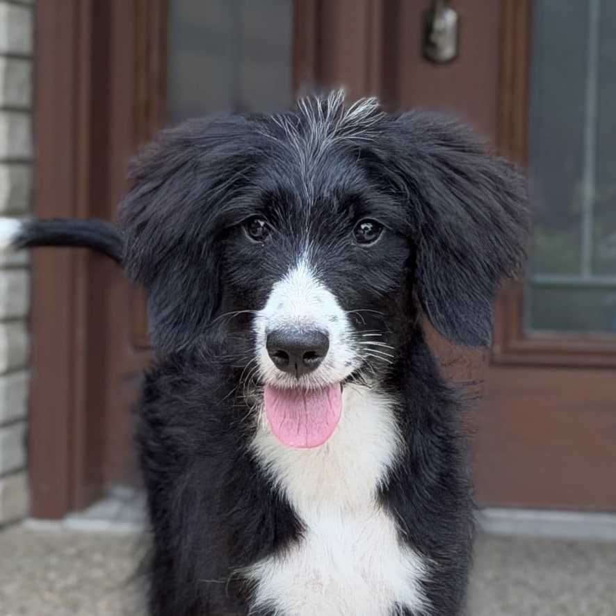 black and white tuxedo golden mountain doodle puppy sitting outdoors on porch at sunshine acres puppy's face portrait shows white muzzle and chest and white tip of tail