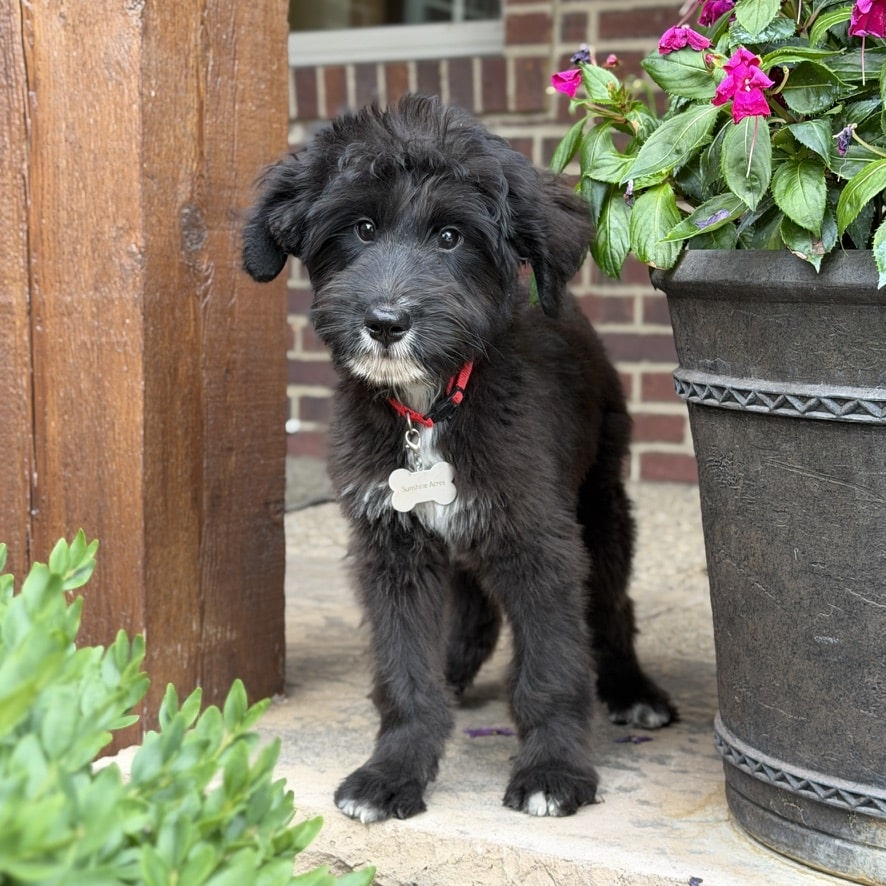 golden mountain doodle puppy with fully tested parents playing by flowers on porch