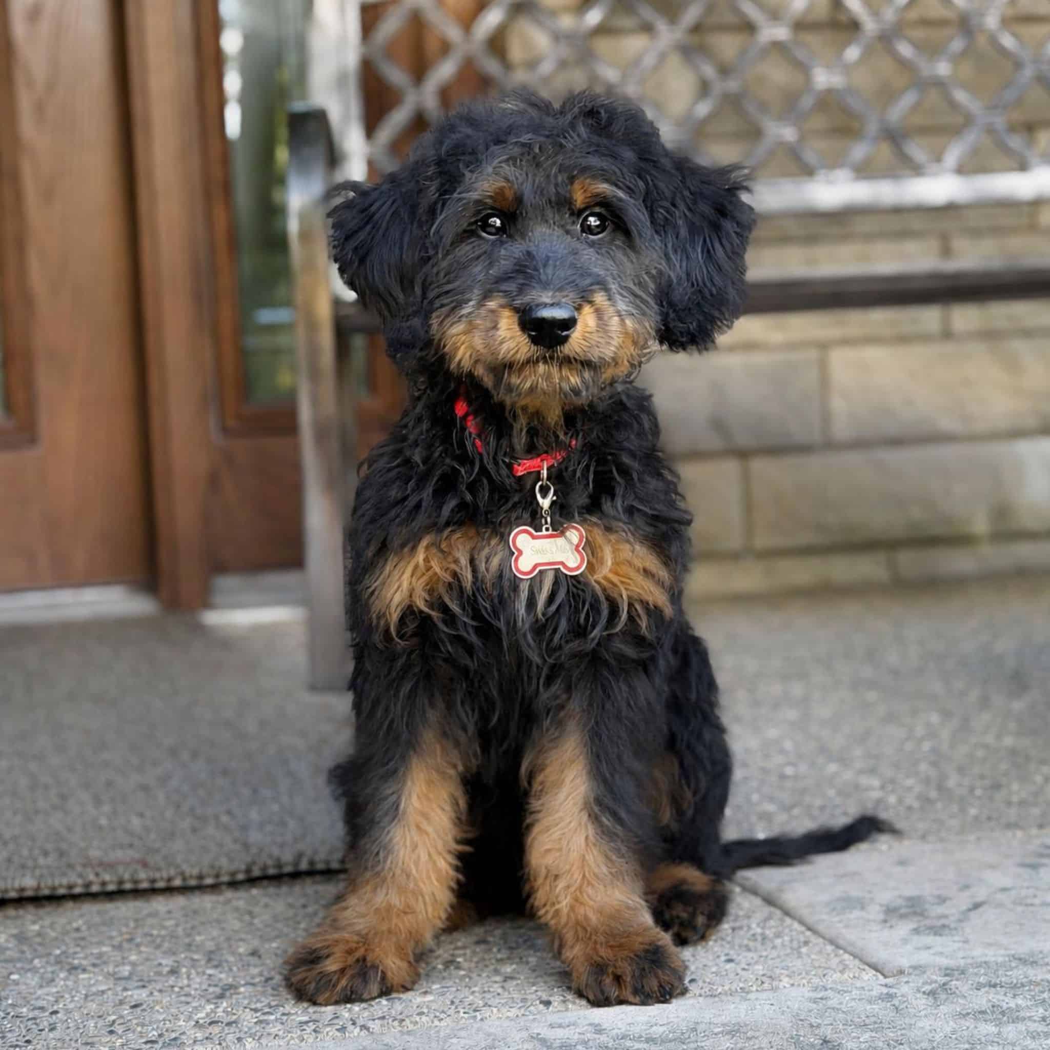 Black and Tan Bernedoode puppy for sale at Sunshine Acres.