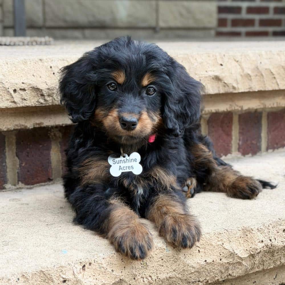 Black and rust Goldendoodle puppy named Maggie, an excellent choice for families looking for Goldendoodle puppies for sale.