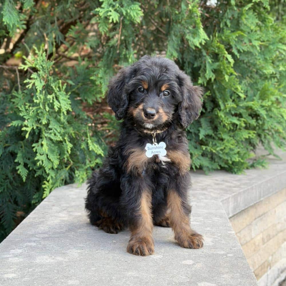 Attentive black and rust Goldendoodle puppy for sale, handled daily for a confident and family-friendly temperament.