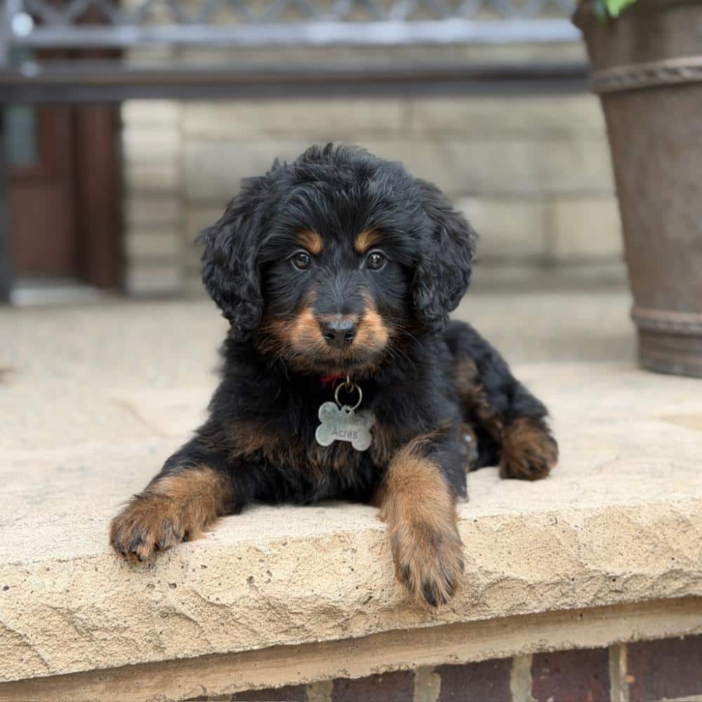 Close-up portrait of Theo, a black and tan Goldendoodle puppy for sale with an attentive and sweet temperament.