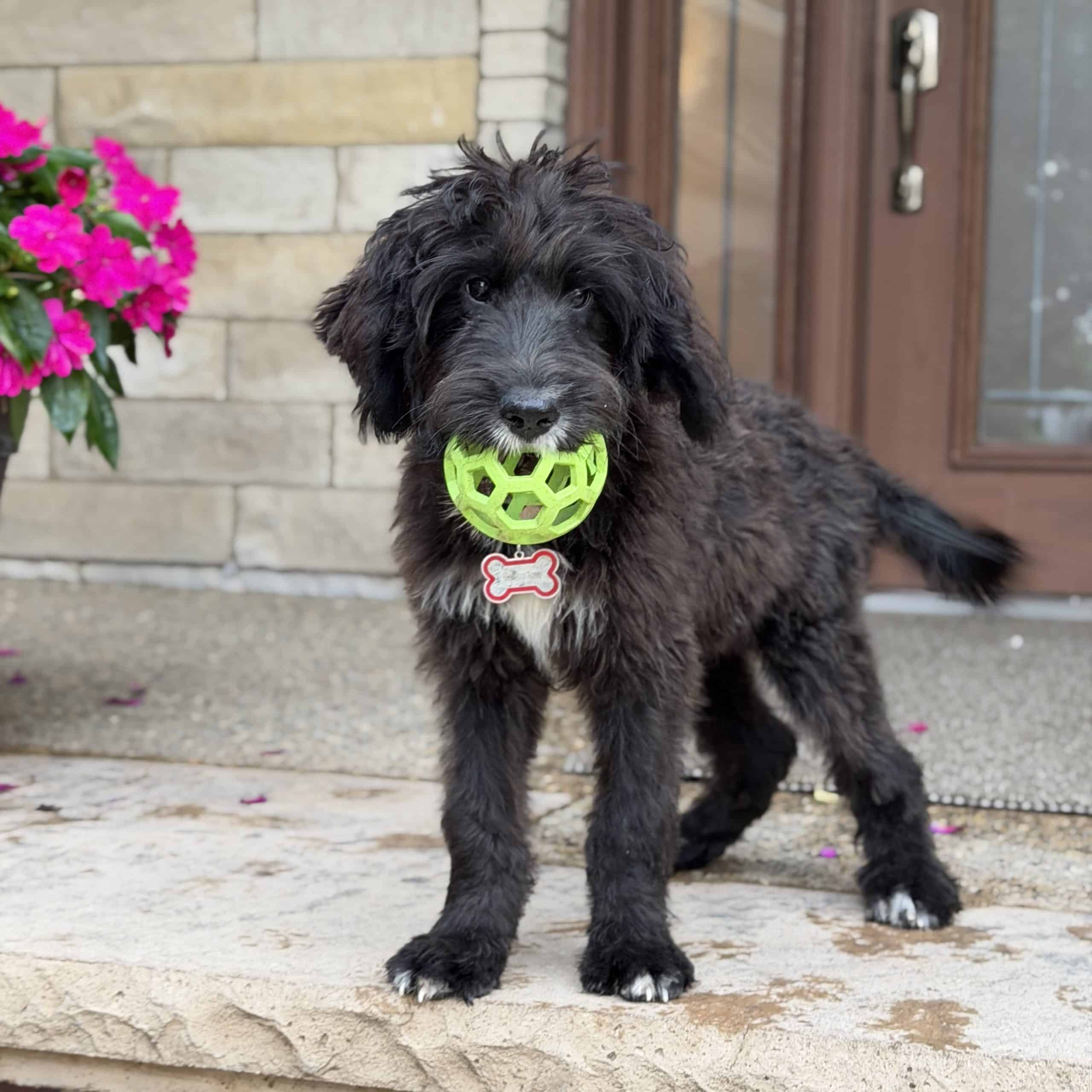 Charlie the black Golden Mountain Doodle puppy playing with a chew toy, Sunshine Acres Indiana breeder