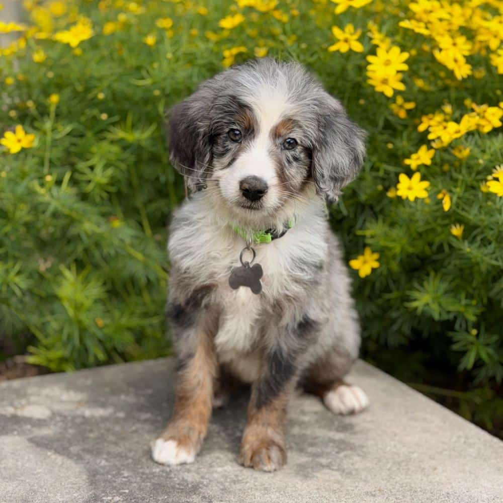 Family-raised blue merle Goldendoodle puppy sitting on a stone patio, ideal for families seeking a well-socialized companion.