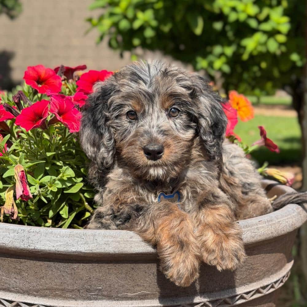 Brown merle Goldendoodle puppy named Mocha, a beautiful example of merle Goldendoodle puppies for sale.