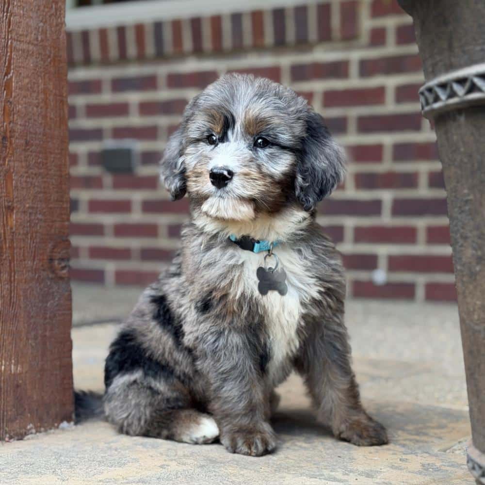 Laid-back merle Bernese Irish Goldendoodle puppy for sale sitting outside on a porch.