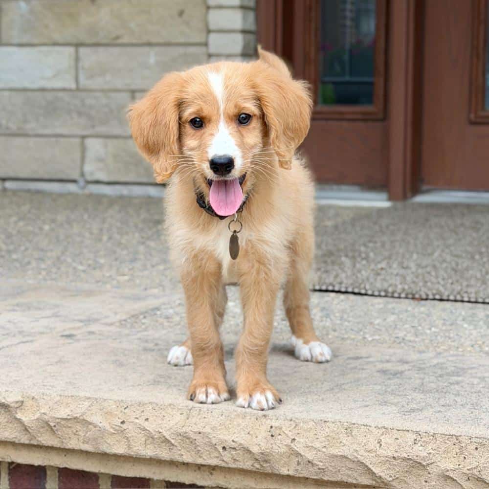 Wavy-coated tuxedo Goldendoodle puppy standing outdoors, representing generations of health-tested heritage.