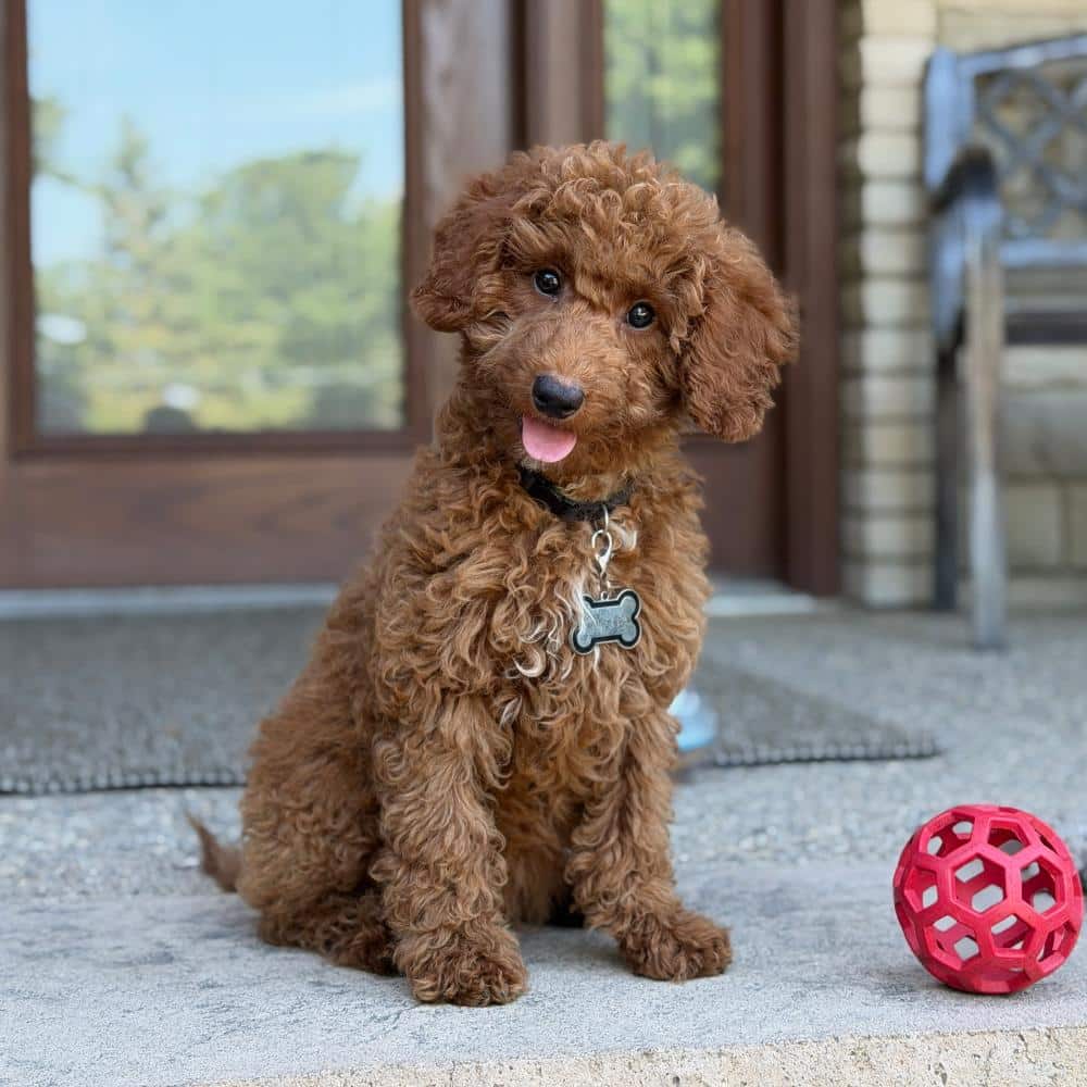 Playful red Moyen Poodle puppy Finn looking up curiously at the camera.