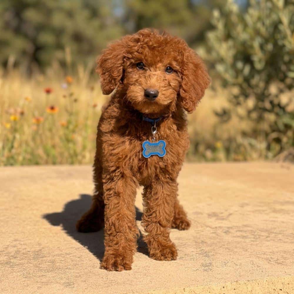 Red male Moyen Poodle puppy, Winston, from Sunshine Acres.