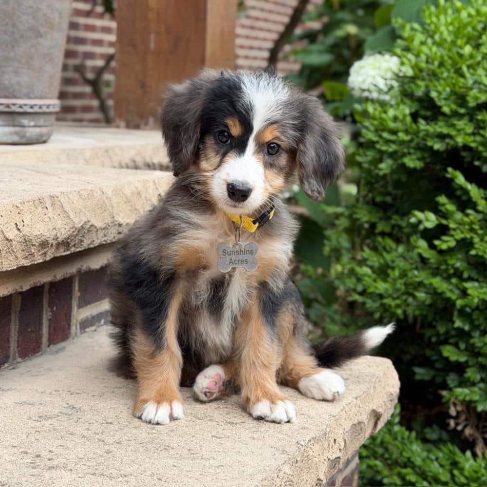 Family-raised blue merle Goldendoodle puppy sitting outside on a stone patio, ideal for anyone looking for a well-socialized companion.