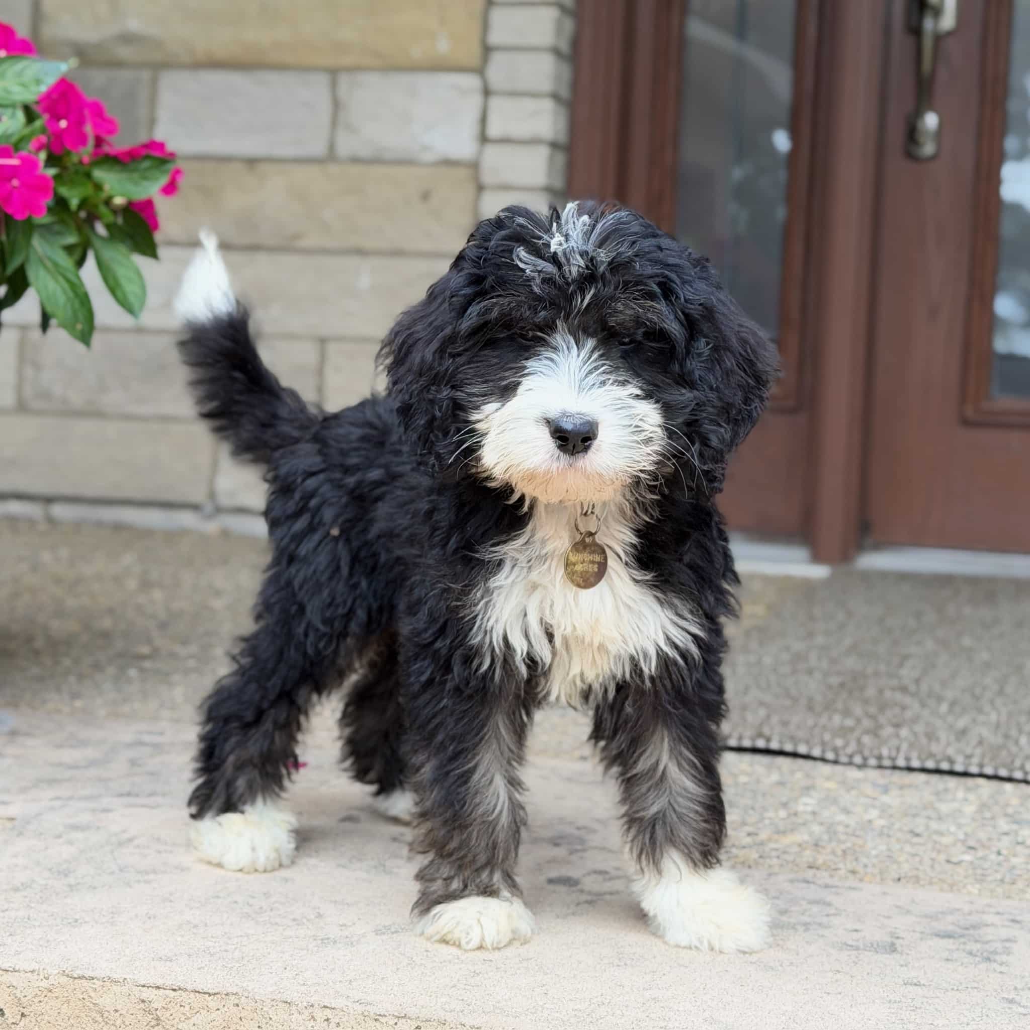 tri color golden mountain doodle puppy on porch