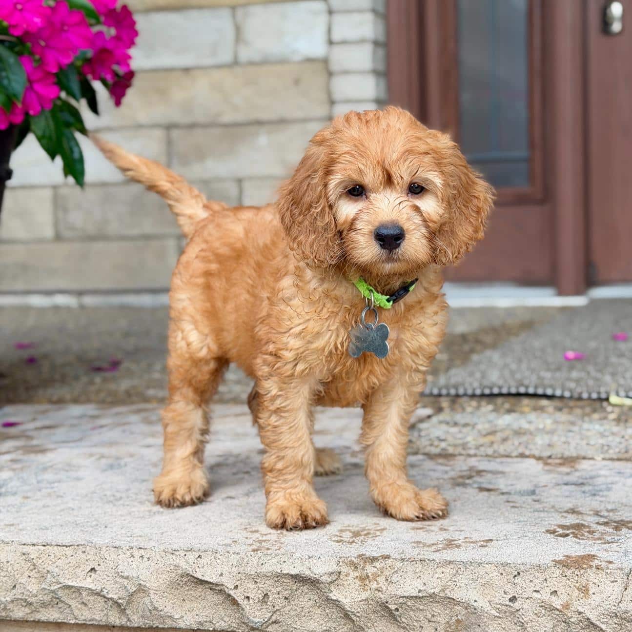 gold goldendoodle puppy for sale at sunshine acres an indiana goldendoodle breeder