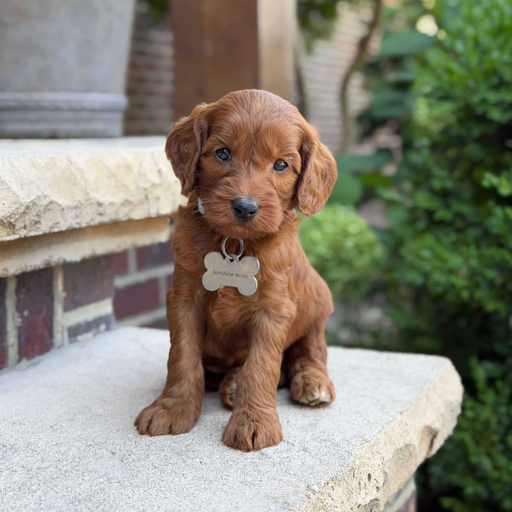 dark red goldendoodle puppy for sale sitting on porch at sunshine acres in wolcott indiana