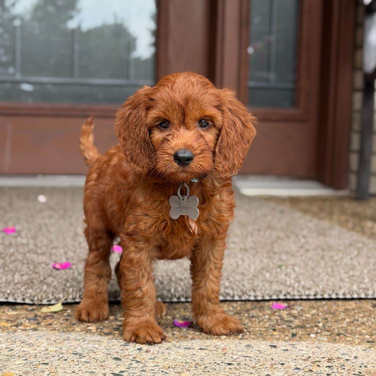 red goldendoodle boy at sunshine acres enjoying outdoors as a well socialized, healthy puppy for sale
