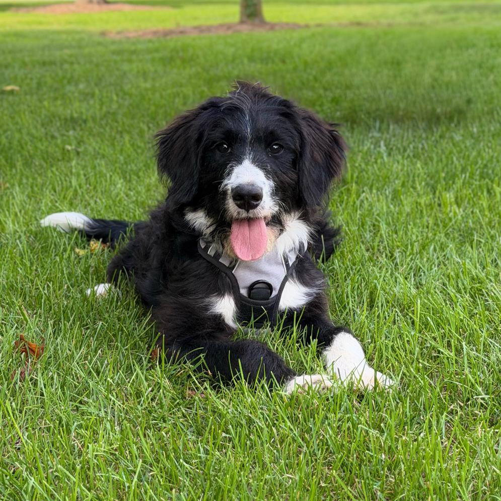 black and white golden mountain doodle puppy, well trained and relaxing in the yard