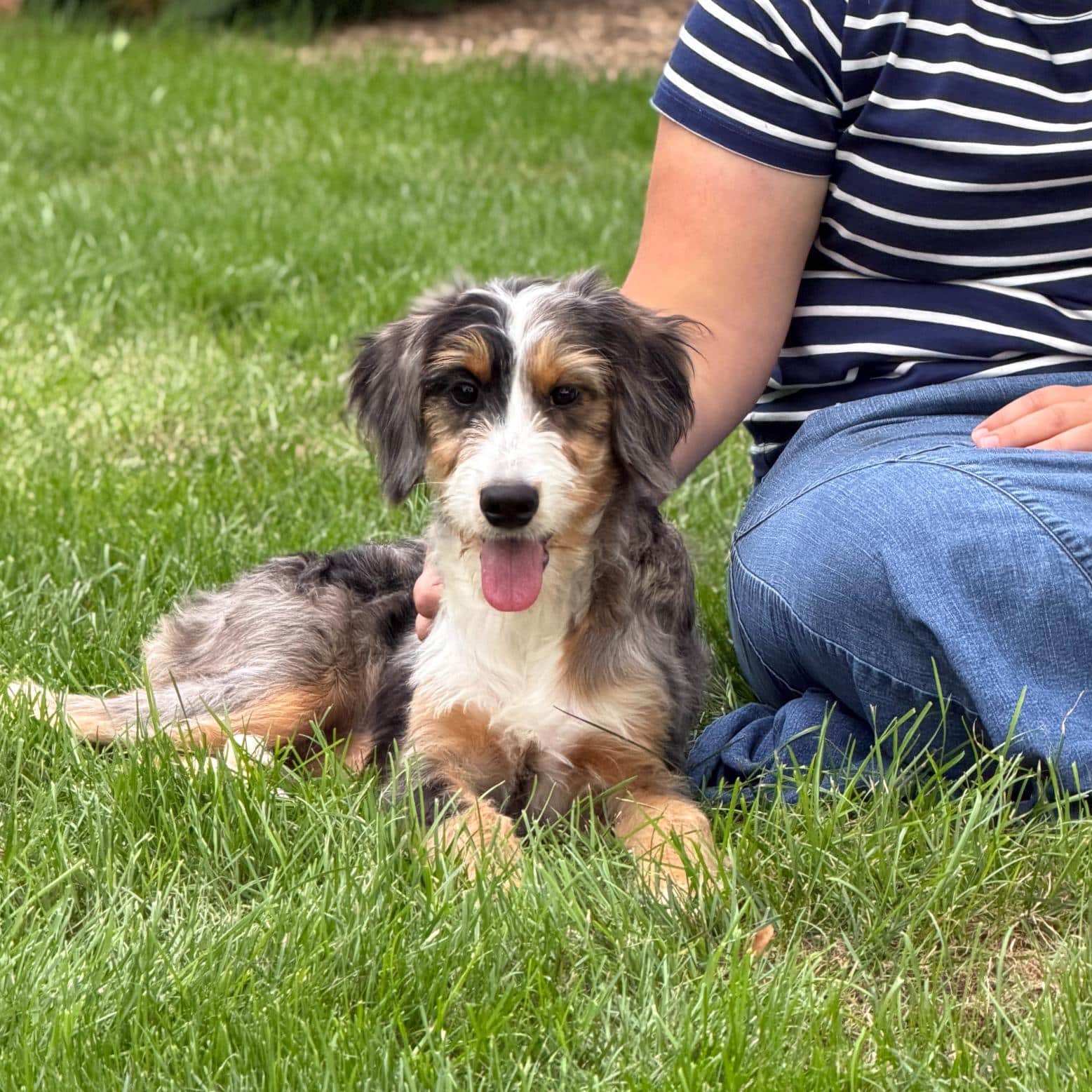 tri color merle golden mountain doodle girl relaxing in yard