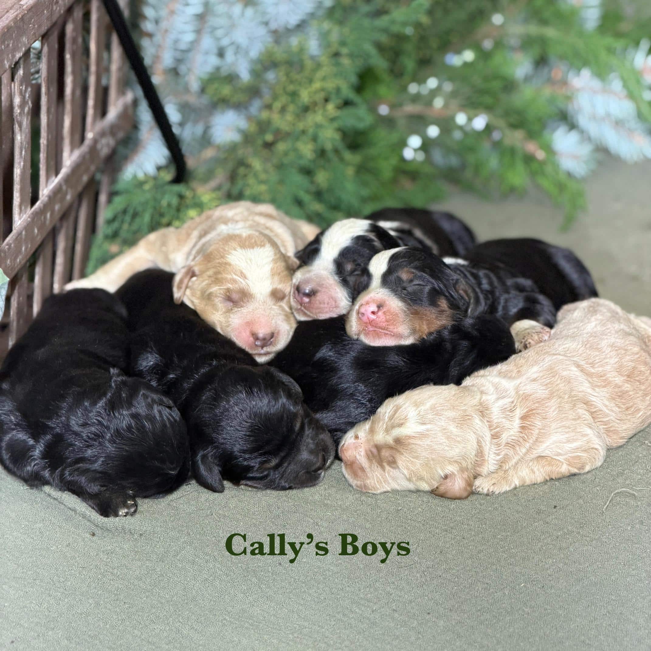 Newborn Bernedoodle puppies from Cally and Dusty’s litter at Sunshine Acres in Indiana